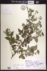 Rubus occidentalis image