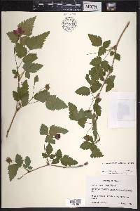 Rubus spectabilis image