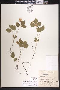 Rubus arcticus subsp. acaulis image