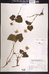 Rubus chamaemorus image