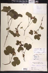 Rubus arcticus subsp. stellatus image