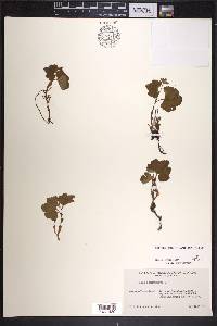 Rubus chamaemorus image