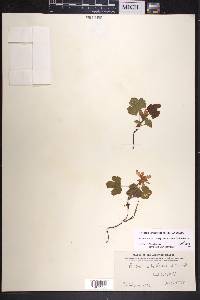 Rubus arcticus subsp. stellatus image