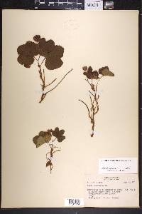Rubus chamaemorus image