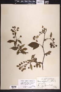 Rubus canadensis image