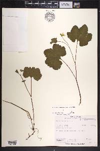 Rubus chamaemorus image