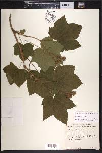 Rubus parviflorus image