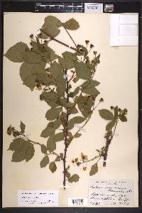 Rubus frondosus image