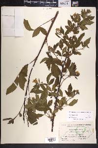 Rubus argutus image