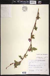 Rubus spectabilis image