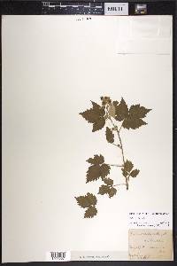 Rubus occidentalis image