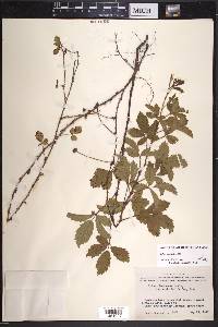 Rubus trivialis image