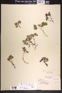 Rubus arcticus image