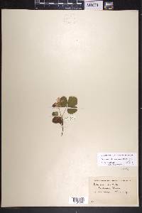 Rubus arcticus image