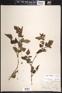 Rubus spectabilis image