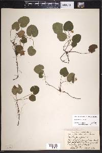 Rubus repens image