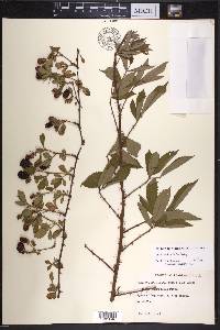 Rubus probabilis image