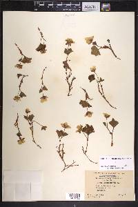 Rubus chamaemorus image