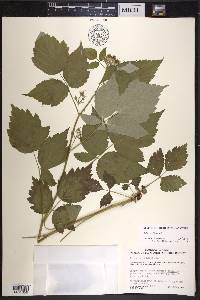 Rubus occidentalis image