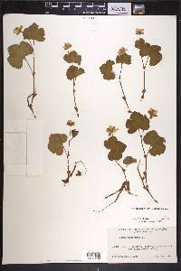 Rubus chamaemorus image