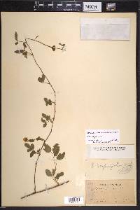 Rubus trivialis image