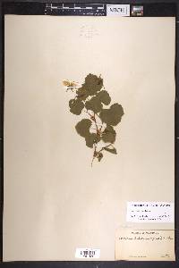 Rubus deliciosus image