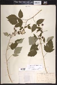 Rubus occidentalis image