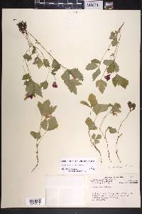 Rubus arcticus subsp. arcticus image