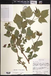 Rubus spectabilis image