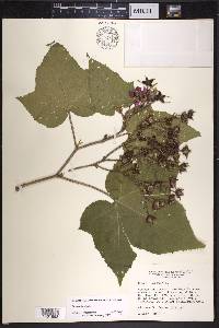 Rubus odoratus image