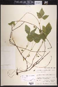 Rubus pubescens image