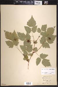 Rubus spectabilis image