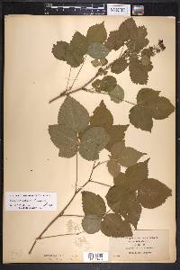 Rubus frondosus image