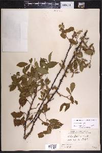 Rubus lucidus image