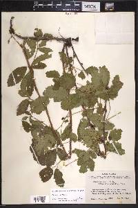 Rubus trivialis image