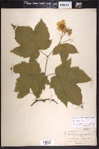 Rubus parviflorus image