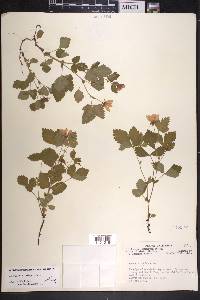 Rubus arcticus subsp. arcticus image