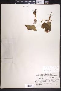 Rubus chamaemorus image