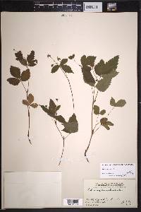 Rubus pubescens image