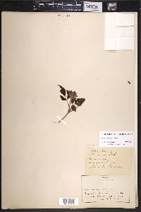 Rubus spectabilis image