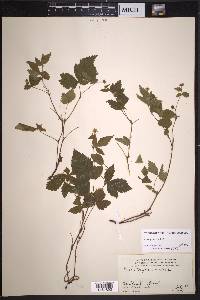 Rubus pubescens image