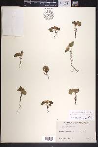 Rubus arcticus image