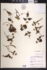 Rubus chamaemorus image