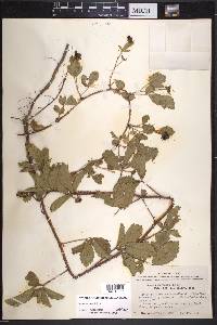 Rubus trivialis image