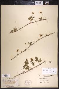 Rubus serratus image