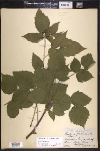 Rubus occidentalis image