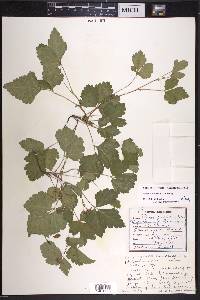 Rubus paracaulis image