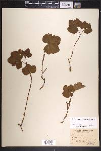 Rubus chamaemorus image