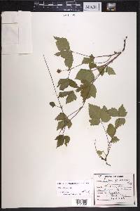 Rubus pubescens image