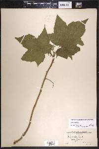 Rubus odoratus image